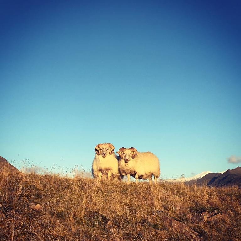 Dynjandi Guesthouse Höfn Dış mekan fotoğraf